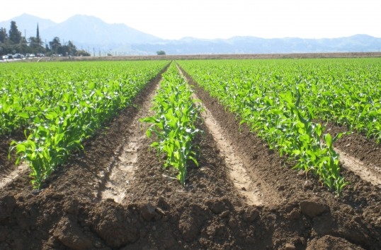 China investeşte zece milioane de euro în agricultura din Bulgaria