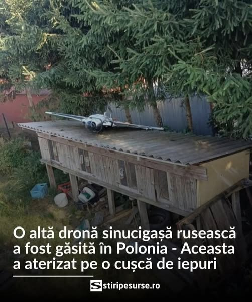 Numai iepure și dronă de câmp să nu fii!