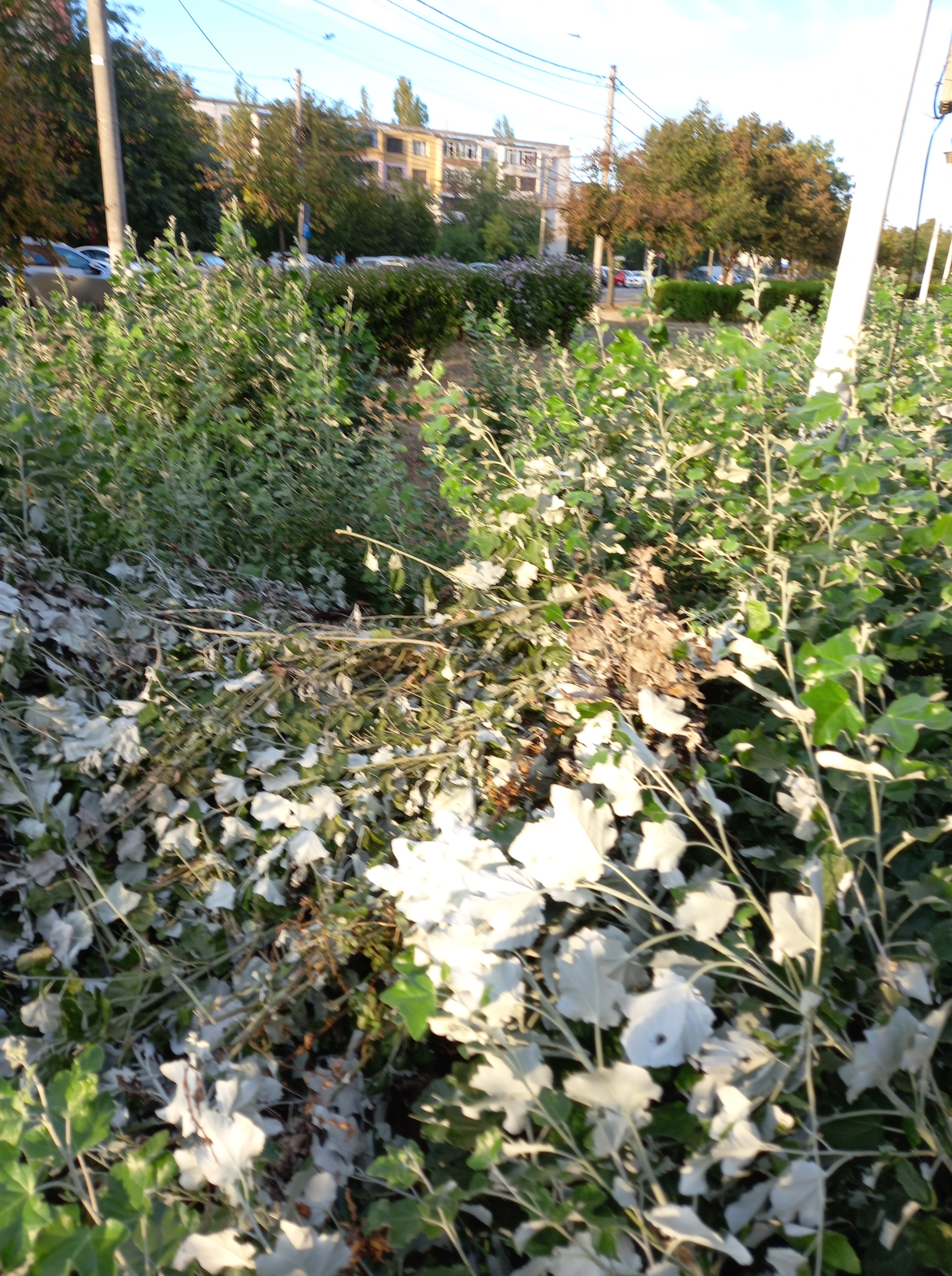 Poza zilei. Regenerarea urbană, varianta junglă