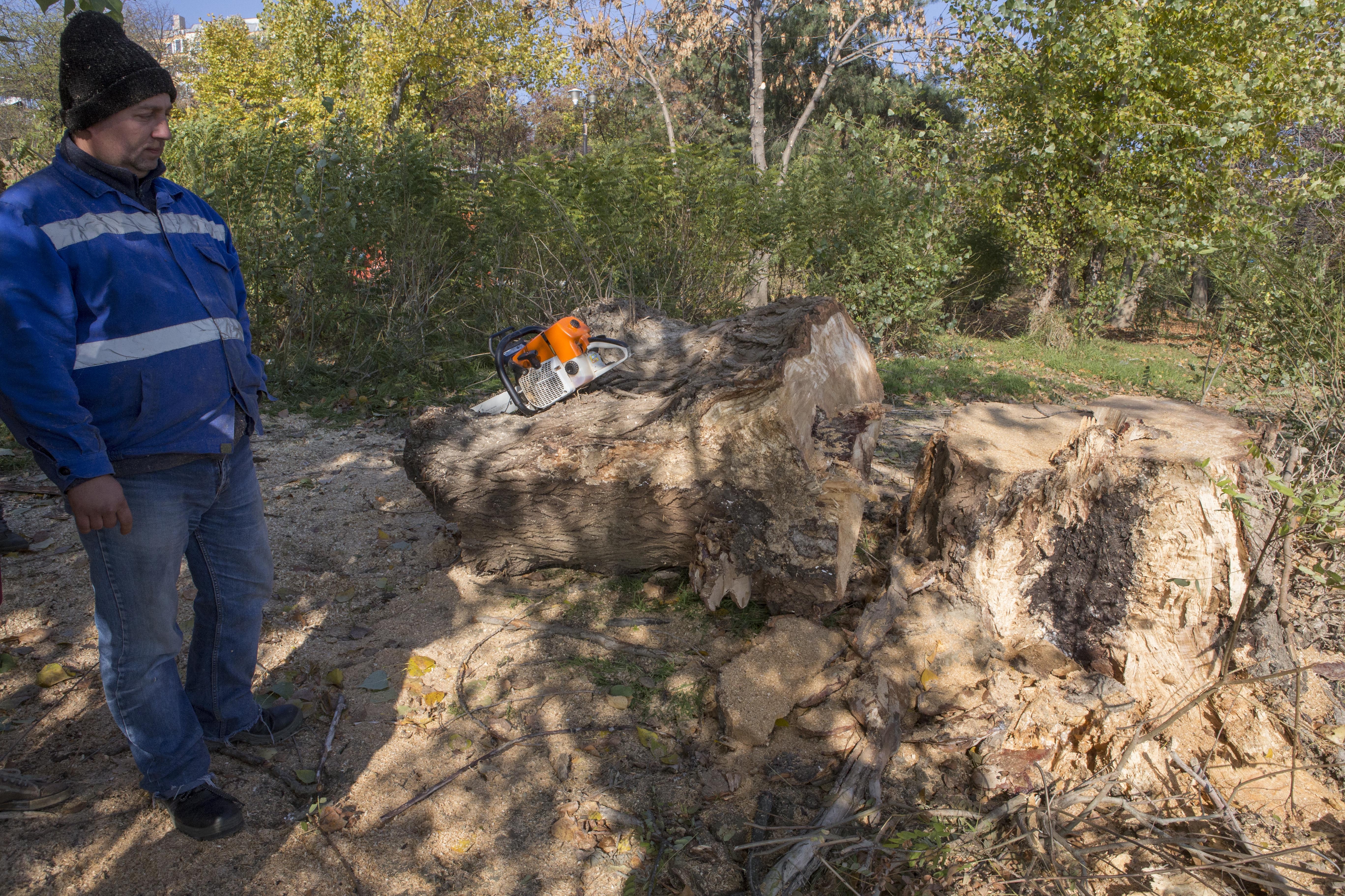 Fasonări şi TĂIERI pe Faleza Inferioară