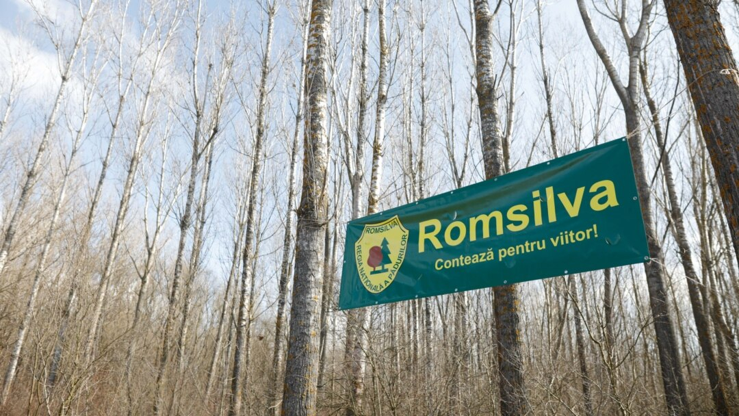 Raport revoltător: Direcția Silvică Galați a făcut cheltuieli de personal peste cifra de afaceri