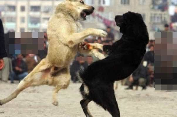 Arestați după organizarea unor lupte cu câini