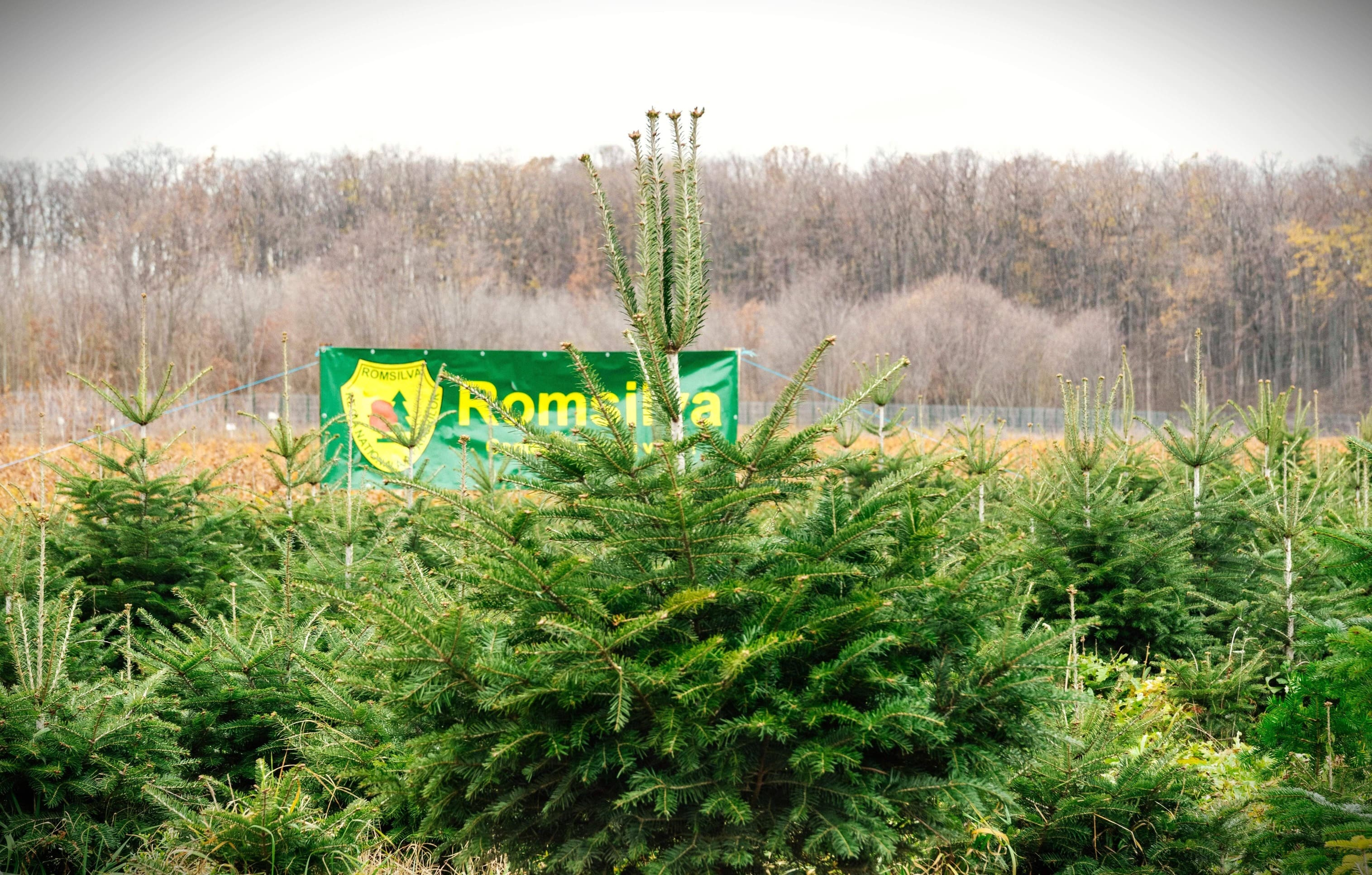 Pomii de Crăciun de la Romsilva nu ajung și în Galați