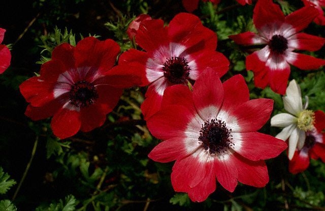 Cartierul botanic - Anemonele din Traian Nord