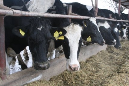 Văcuţele cibernetice adoră Strauss!