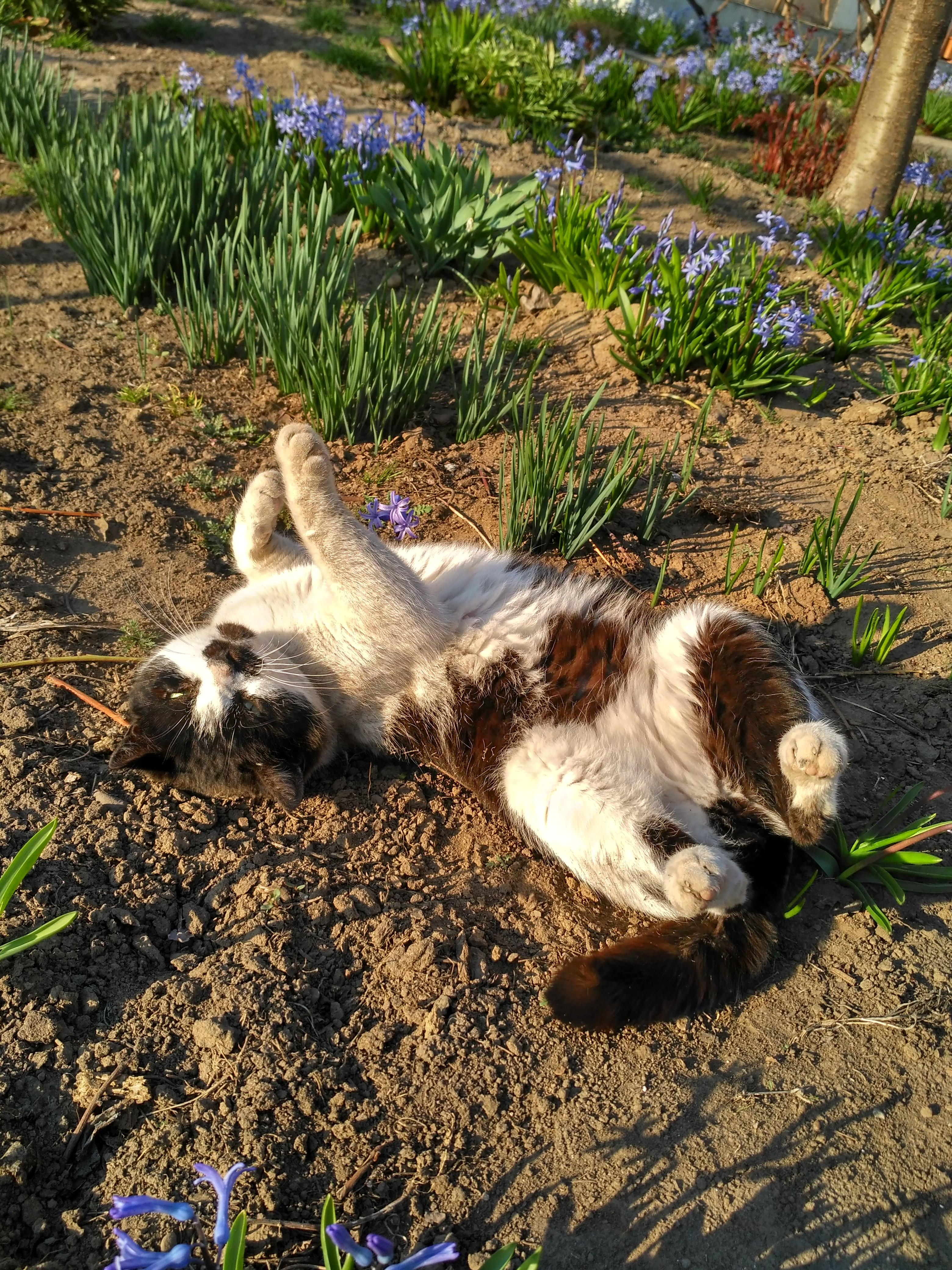 Secretele pisicilor tărcate