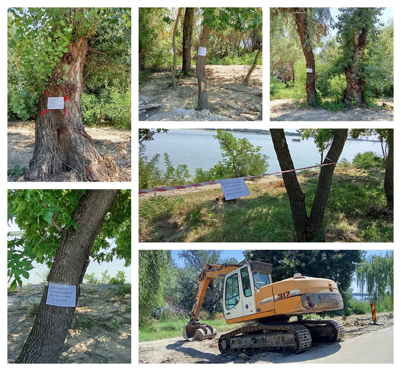 Pozele zilei. Copacii Falezei „strigă” după ajutor