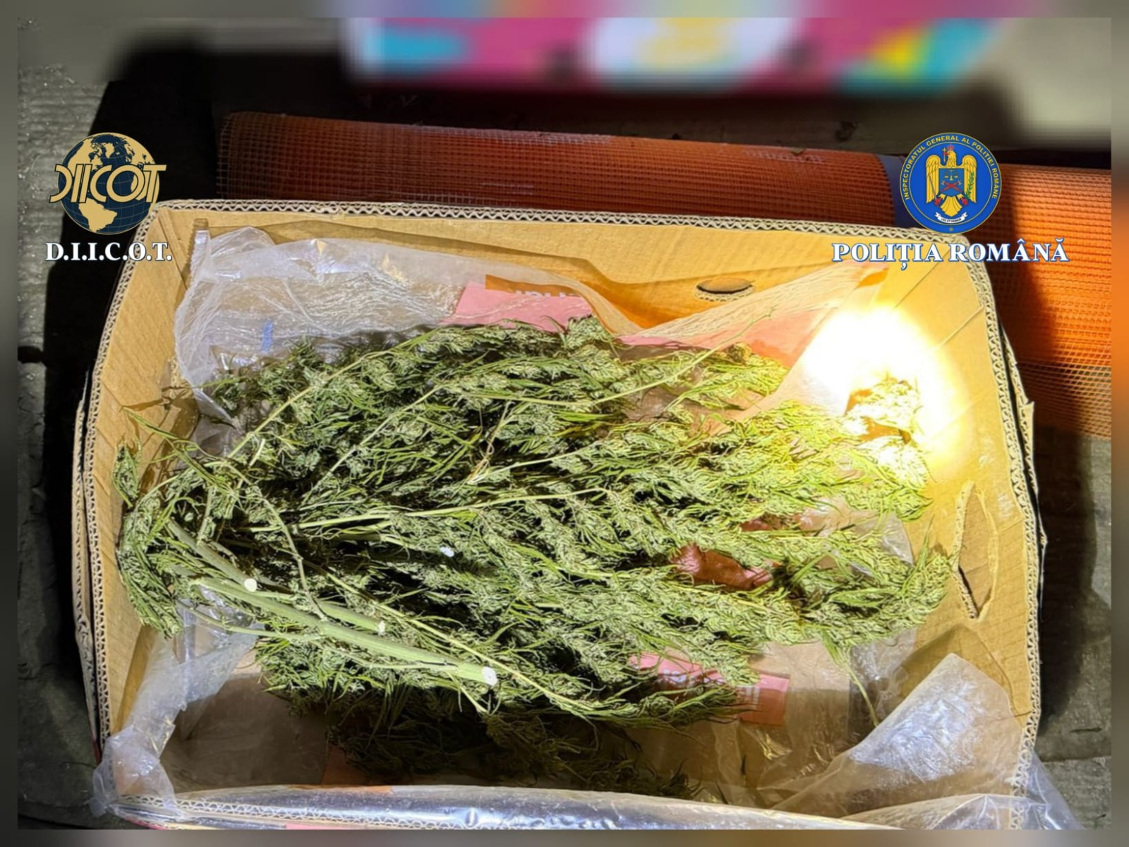 Cultură de canabis descoperită în casa unui gălățean