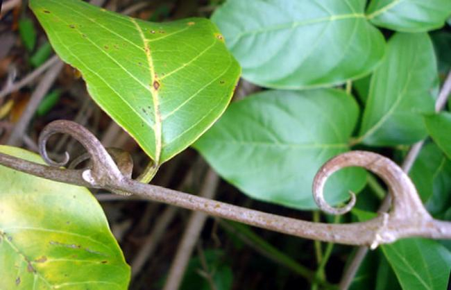 Gheara-mâţei ţine infecţiile la distanţă