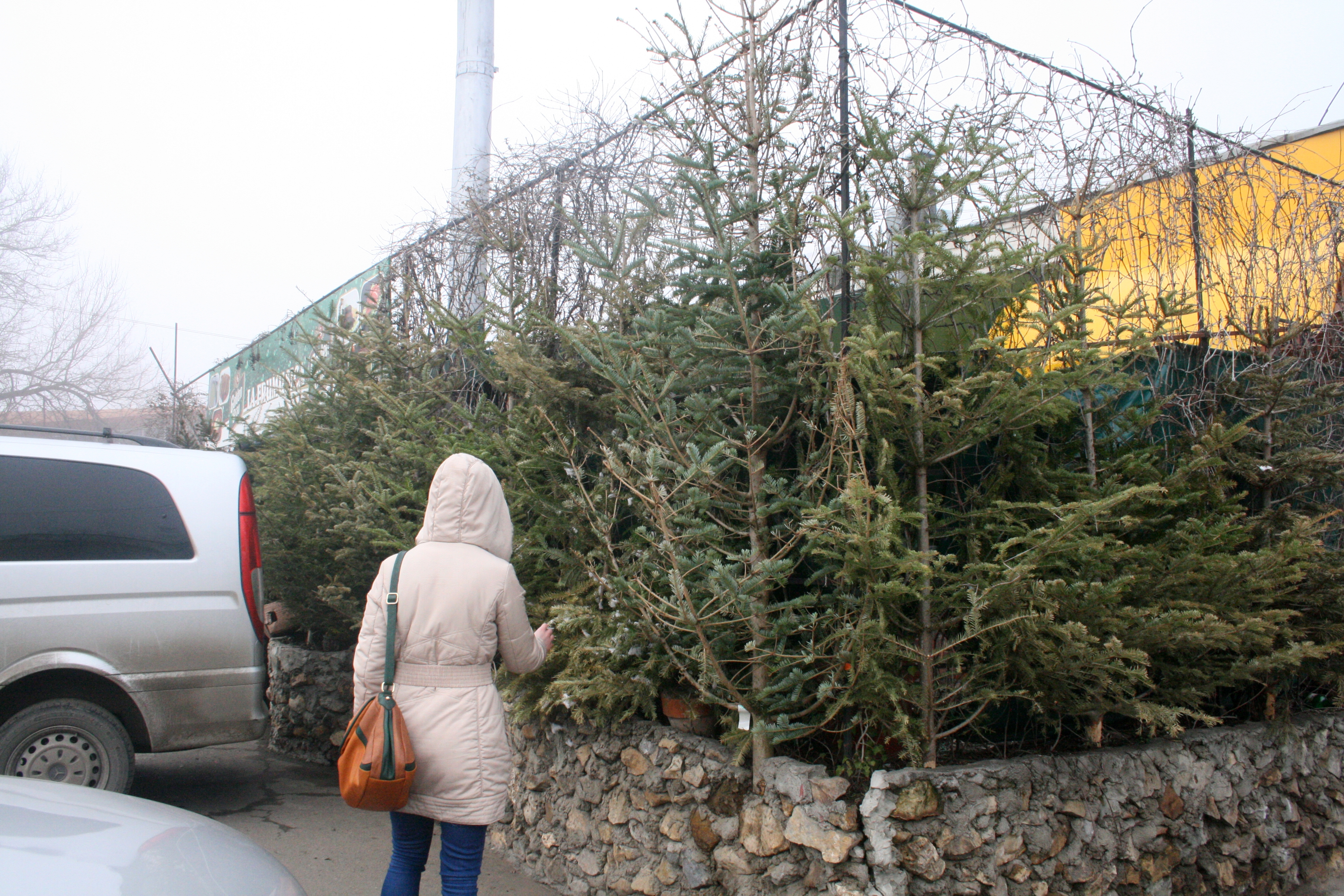 Licori cu iz de cetină. Reciclare în stil bodega "La Frumuşica"