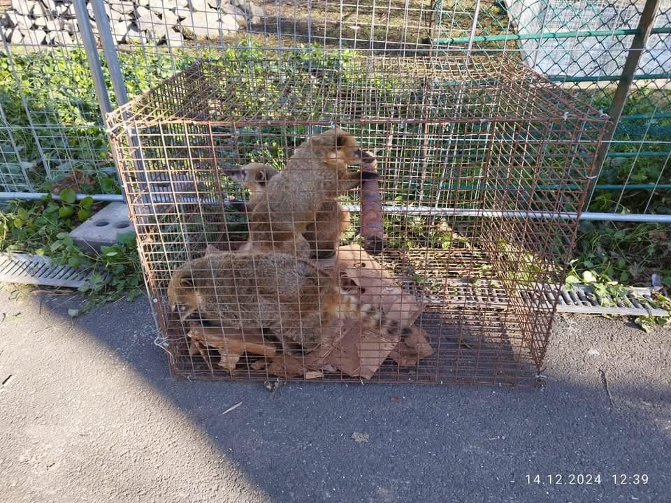 „Parcul zoo” din Grădina Publică, desființat de poliție