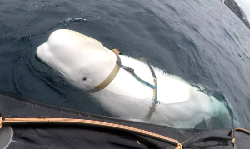 Balena-spion a Rusiei, reperată în apele Suediei