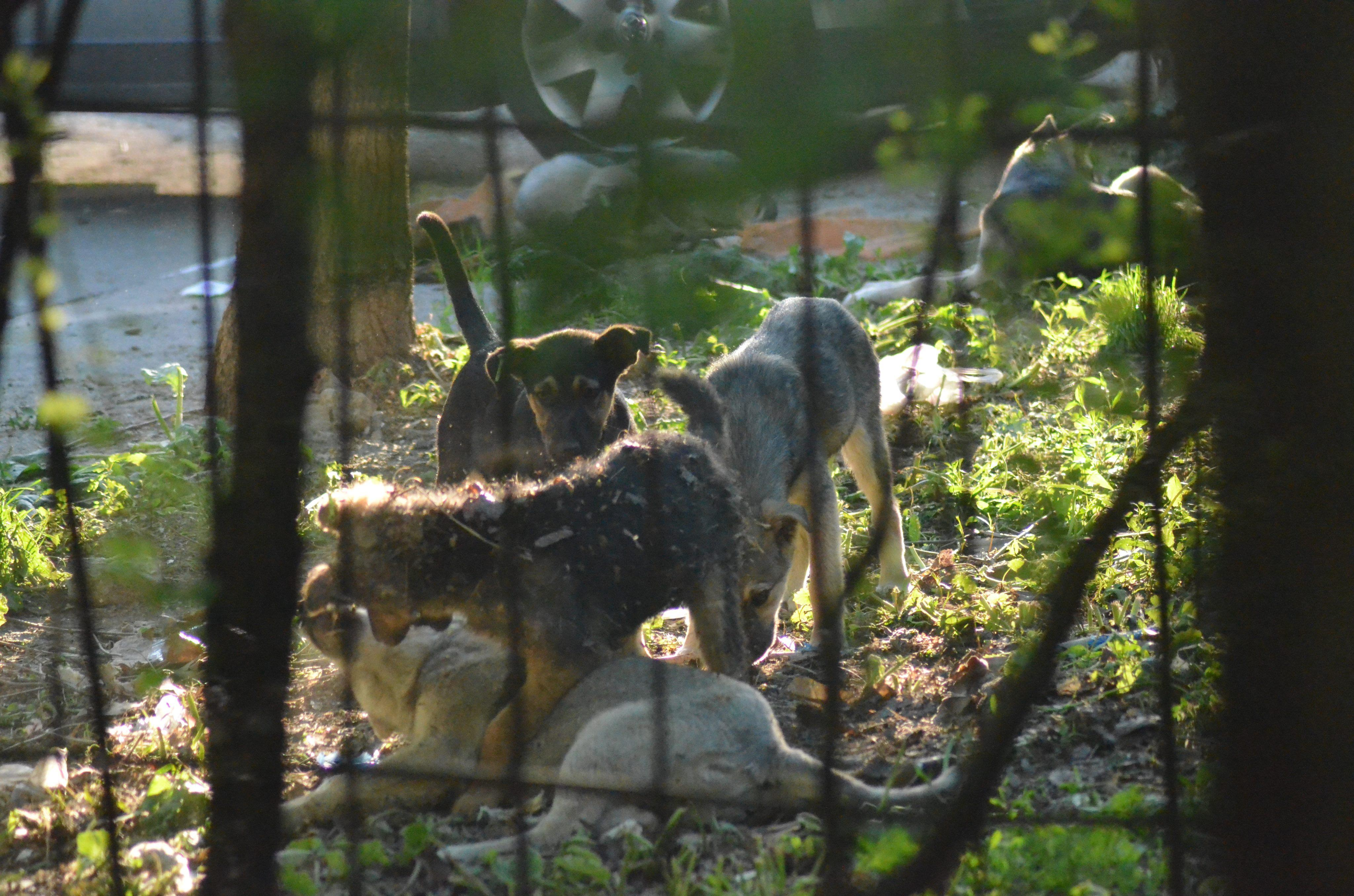 ECOSAL, chemat să strângă CÂINII fără stăpân de pe Nae Leonard