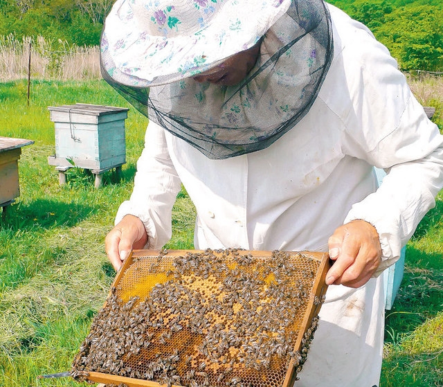 PROIECT MINISTERIAL/ Ajutoare pentru apicultori şi agricultura ecologică
