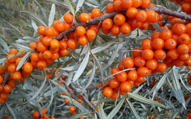Un marinar gălăţean cultivă cătină la Malu Alb