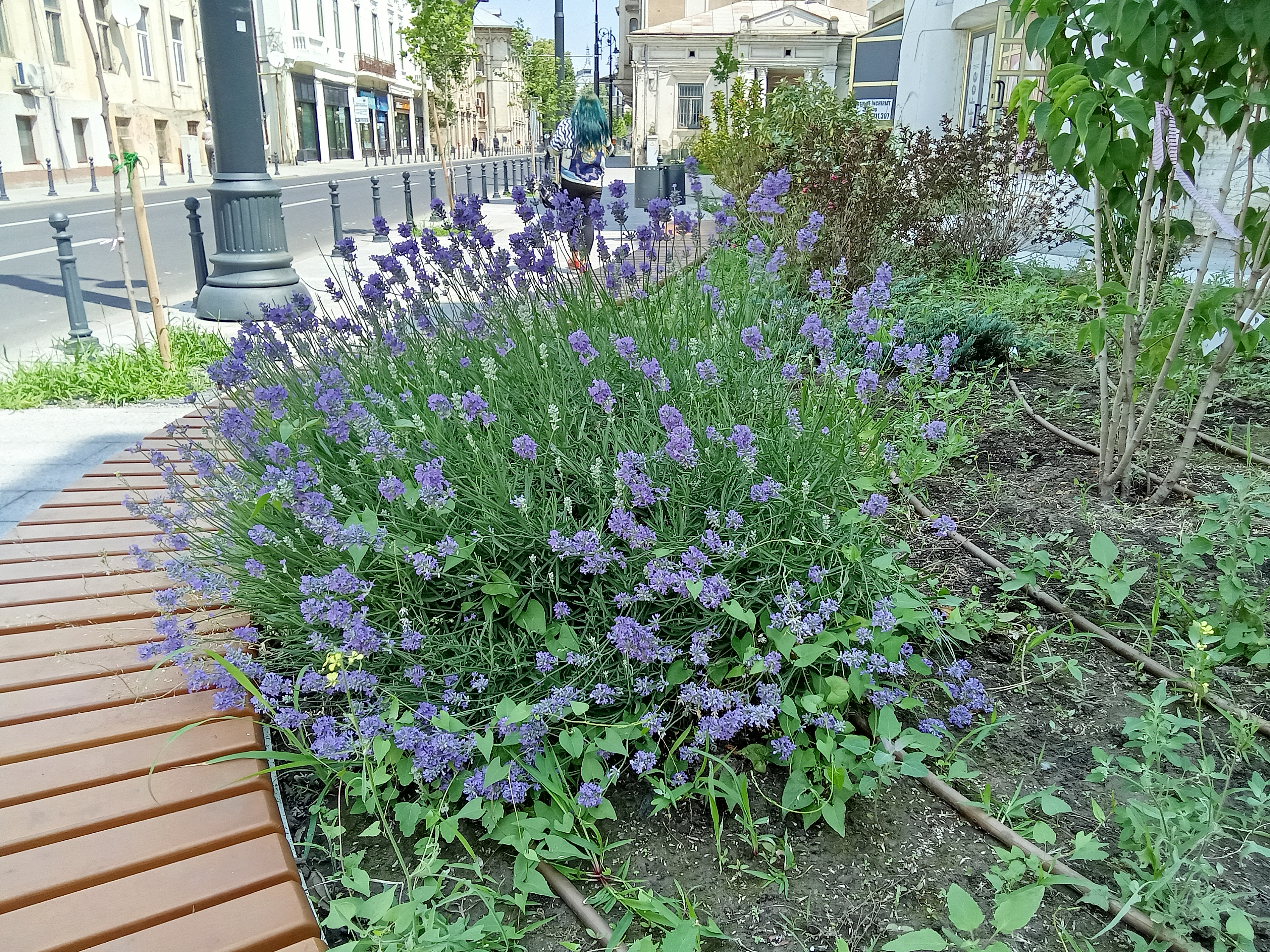 Poza zilei. Lavandă înflorită pe strada Domnească