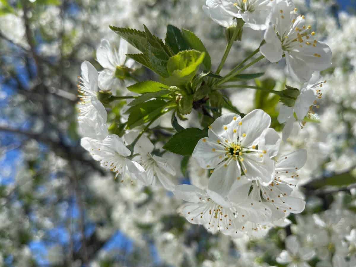 Producţia de fructe, compromisă din cauza valului de frig