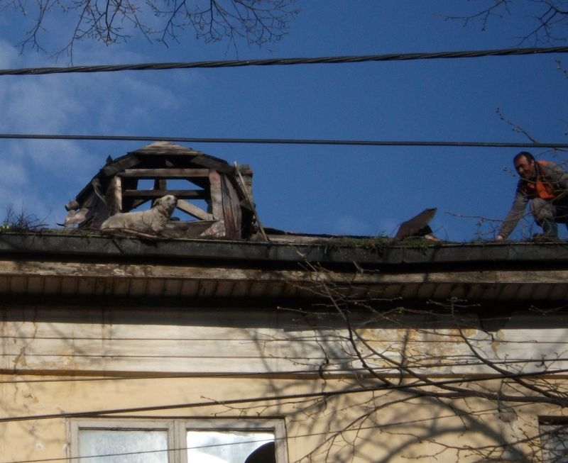 Căţel salvat de pe acoperişul unei clădiri avariate 