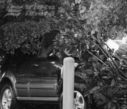 Kia oprită din depăşire de… un plop