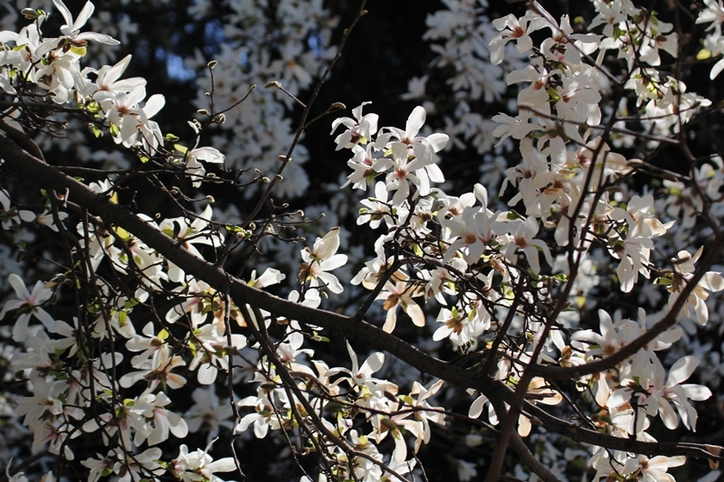 Oraşul a înflorit: explozie de parfumuri şi nuanţe de alb! (FOTO)
