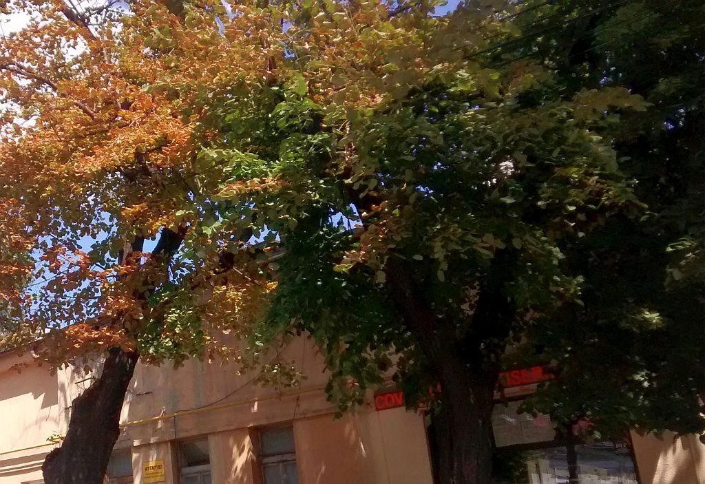 PROGNOZA METEO/ Cum va fi VREMEA, luni, la GALAŢI