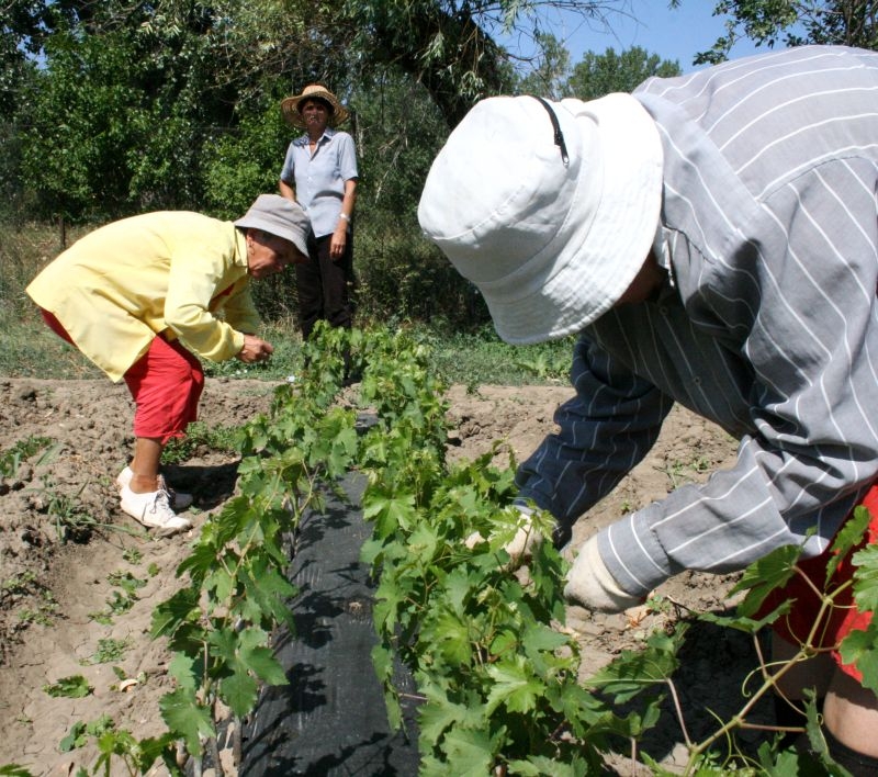Staţiunea de Cercetare de la Bujoru îşi caută DIRECTOR