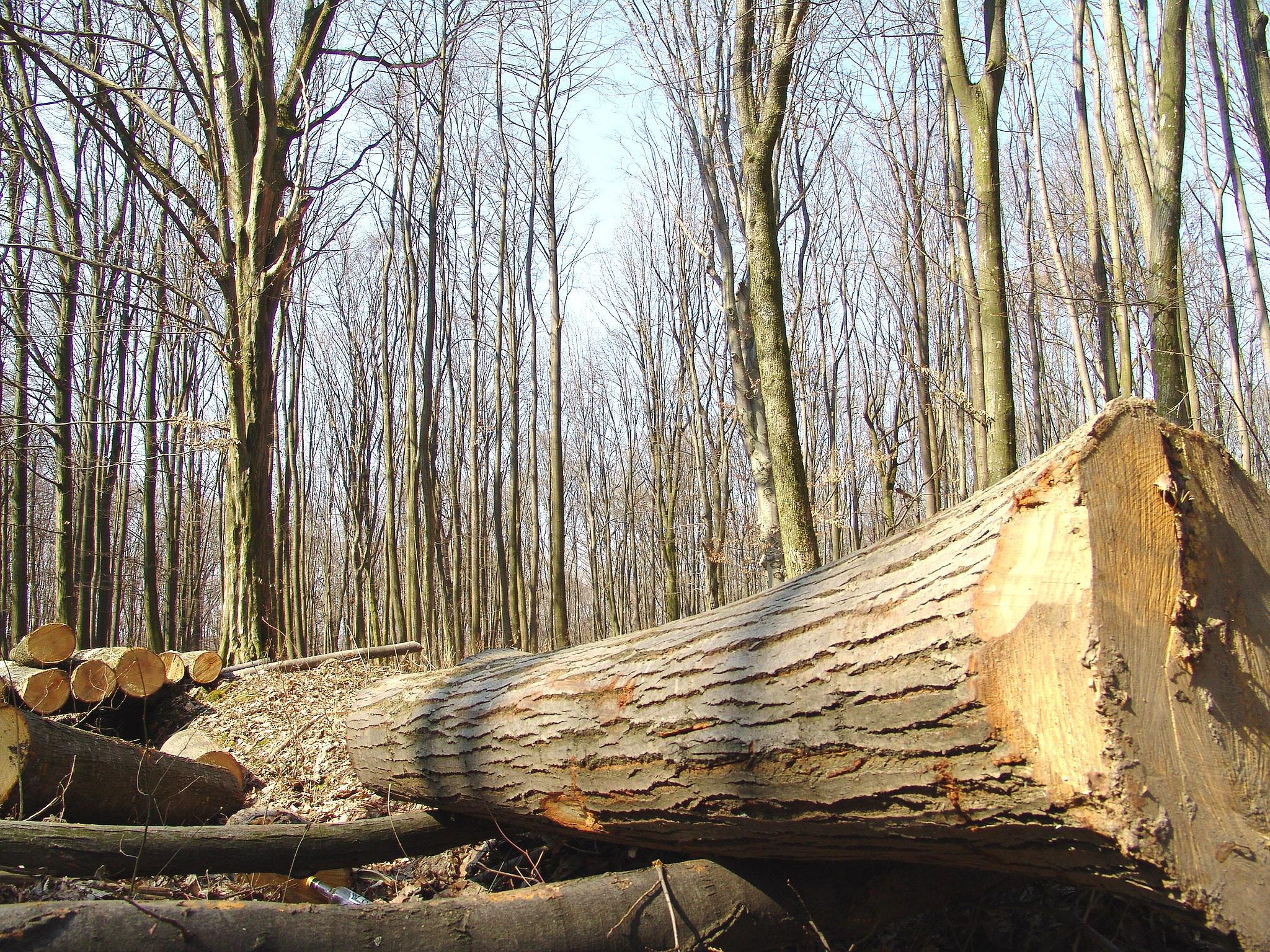 Păduri defrișate în nordul județului