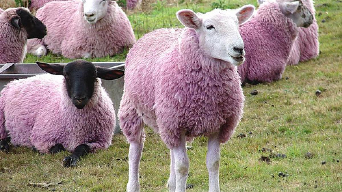 Oaia care va veni/ Le va rezolva pe toate