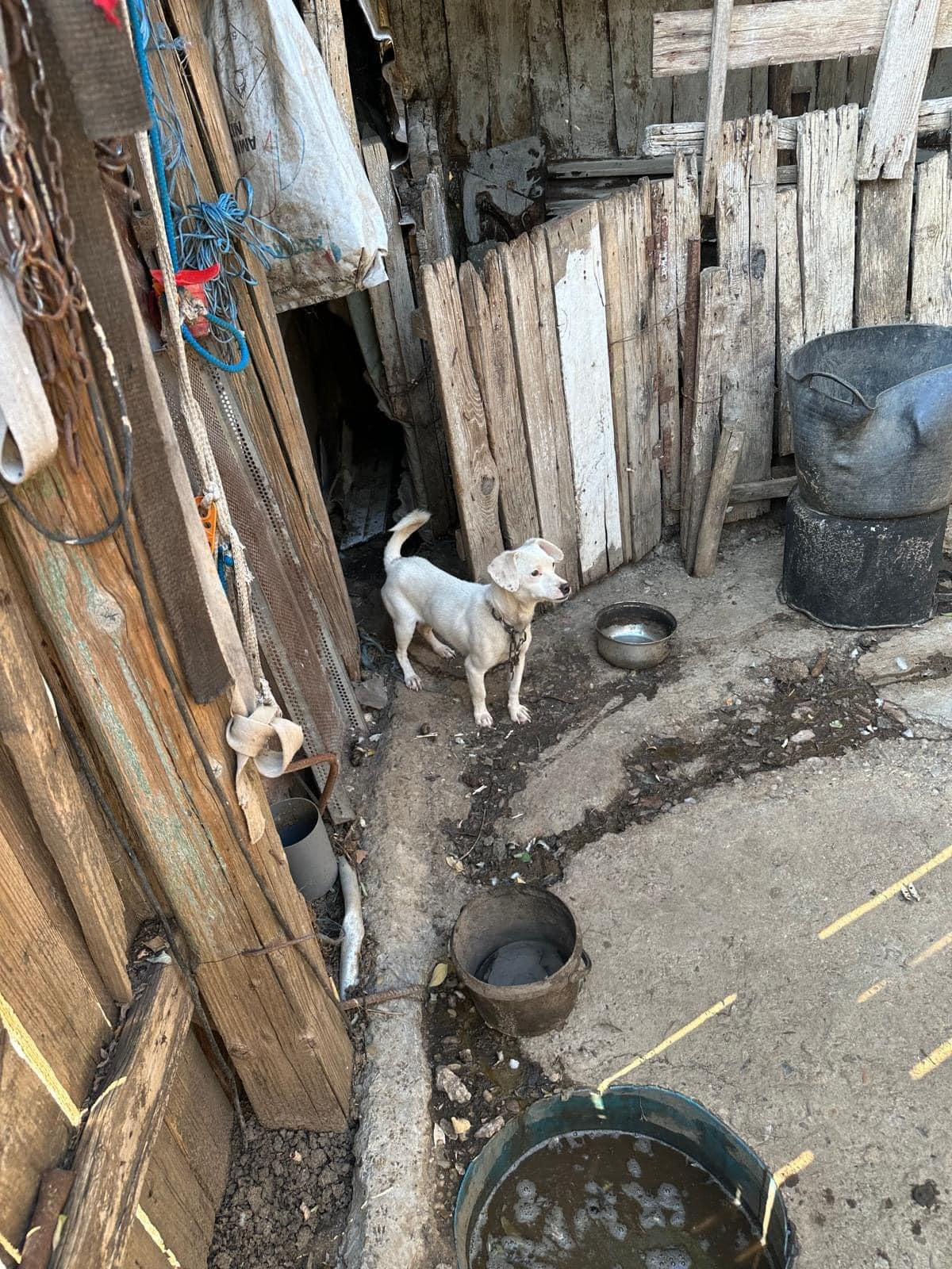 Oameni buni, nu vă mai ţineţi câinii în lanţ!