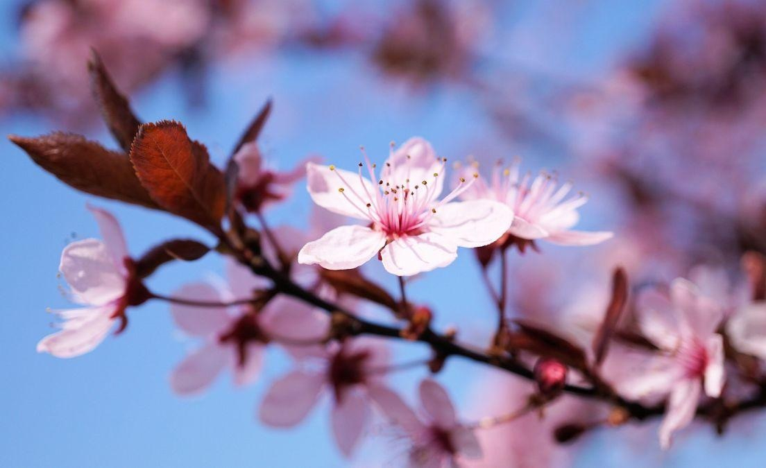 Cum va fi vremea în weekendul Floriilor