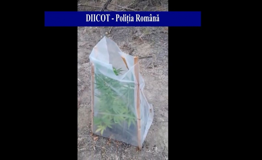Traficanți opriți cu focuri de armă. Cultură de cannabis într-o pădure de lângă Galați