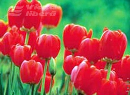 Sărbătoare parfumată pentru 12.700 de gălăţeni 