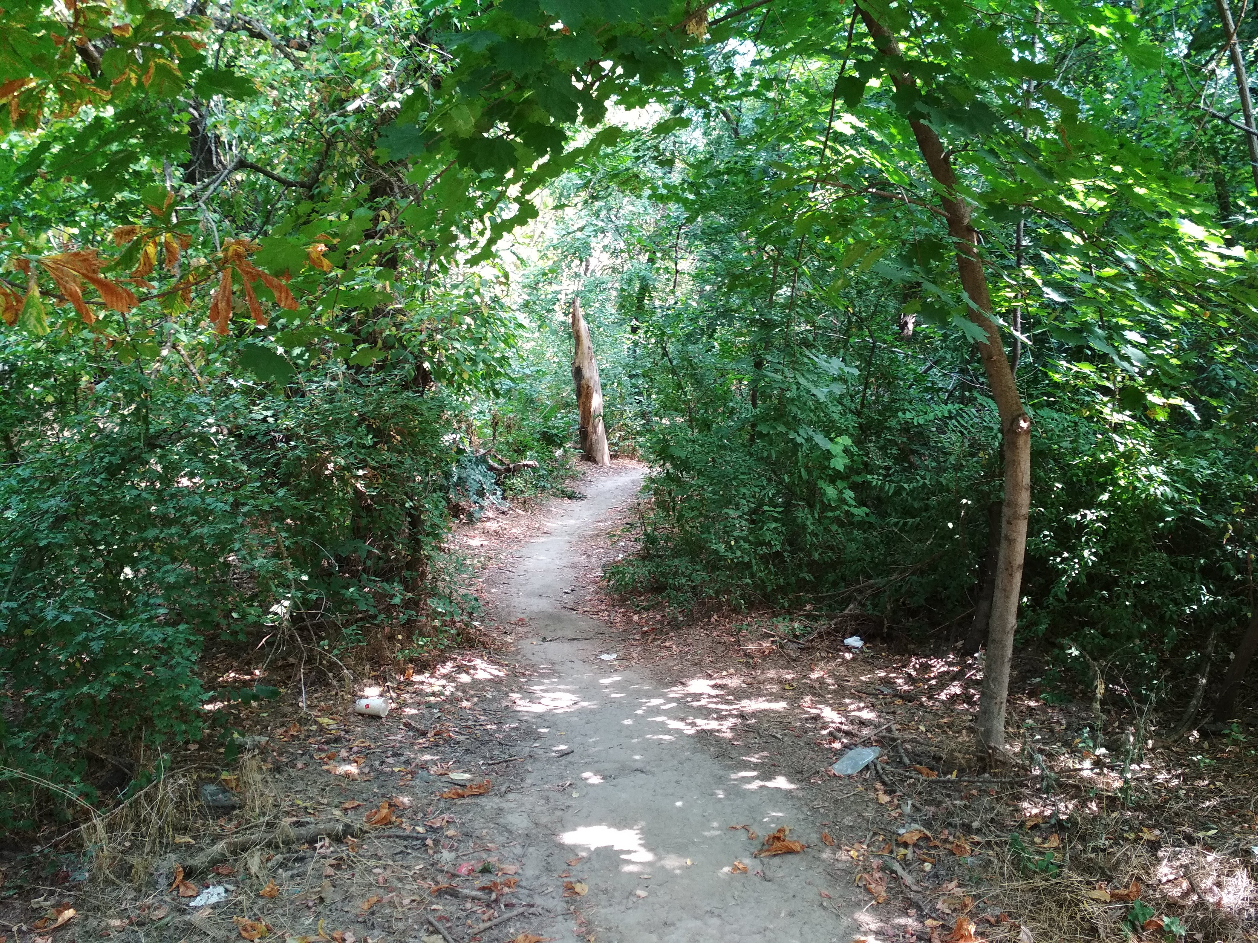 Unde şi cu ce cheltuieli am putea avea păduri urbane în Galaţiul încins de betoane (FOTO)