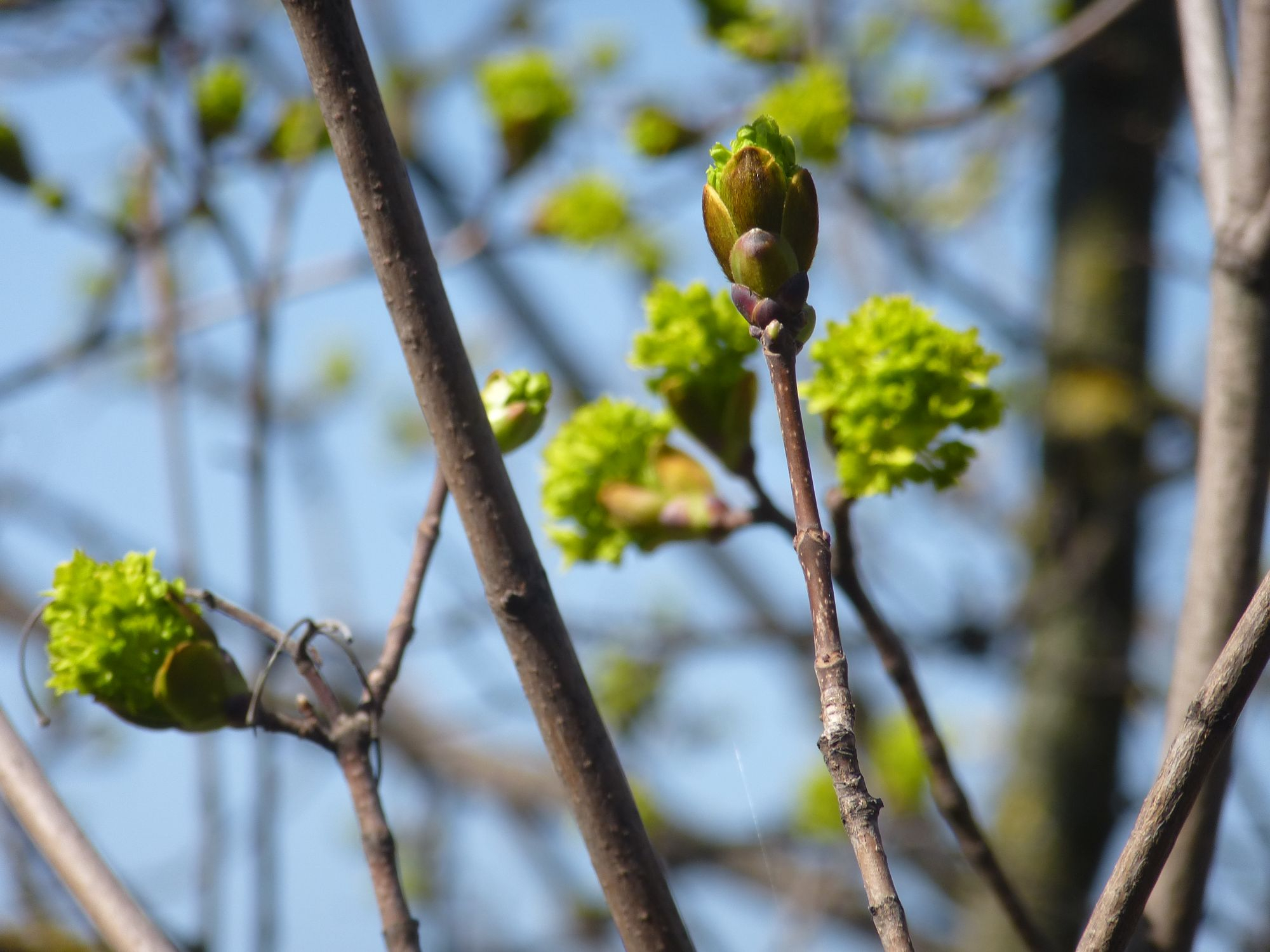 PROGNOZA METEO | Cum va fi vremea, luni, la Galați