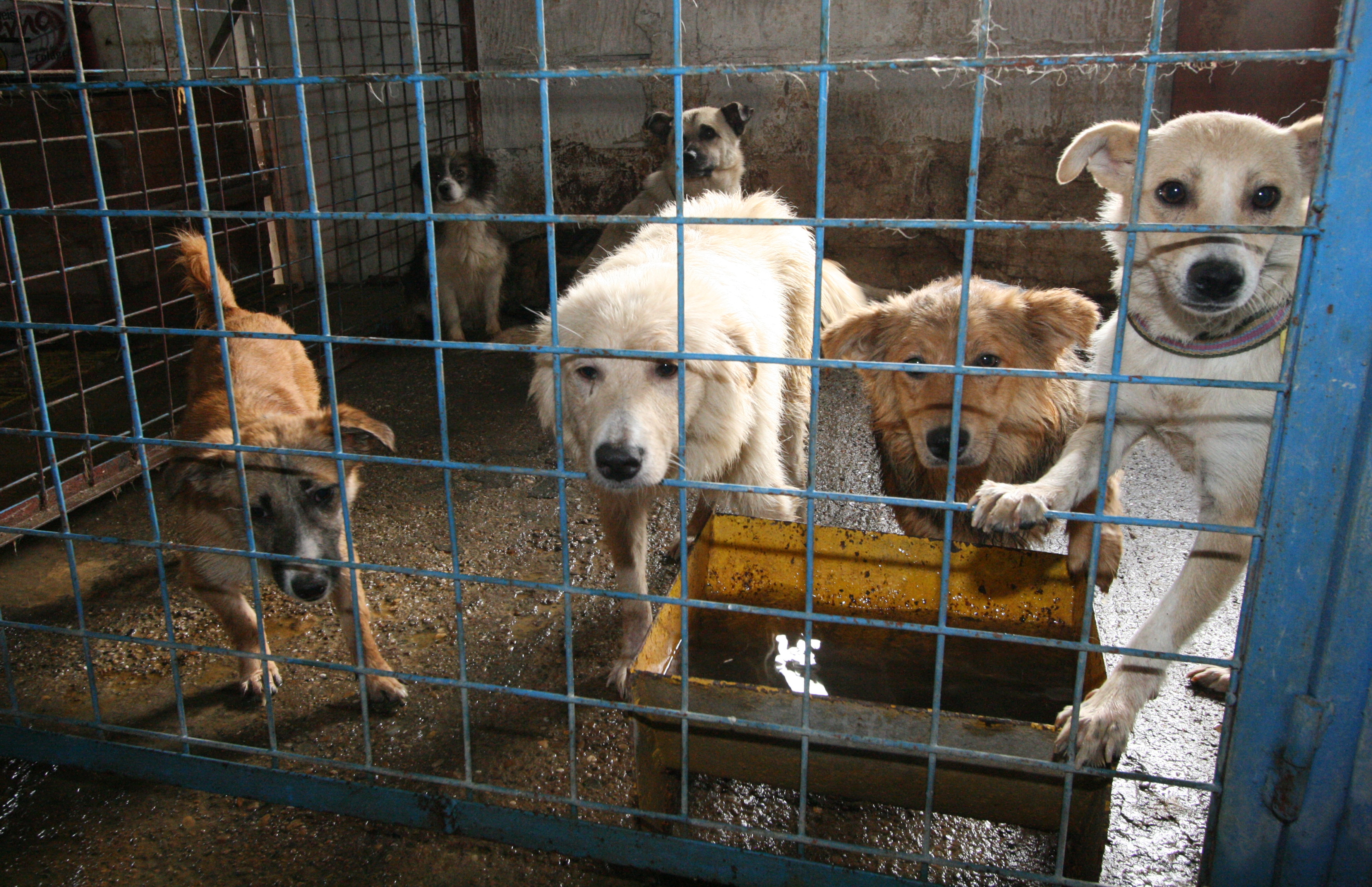 Peste 16.000 de maidanezi pe străzile Galaţiului! De ce plătim taxa de ecarisaj? 