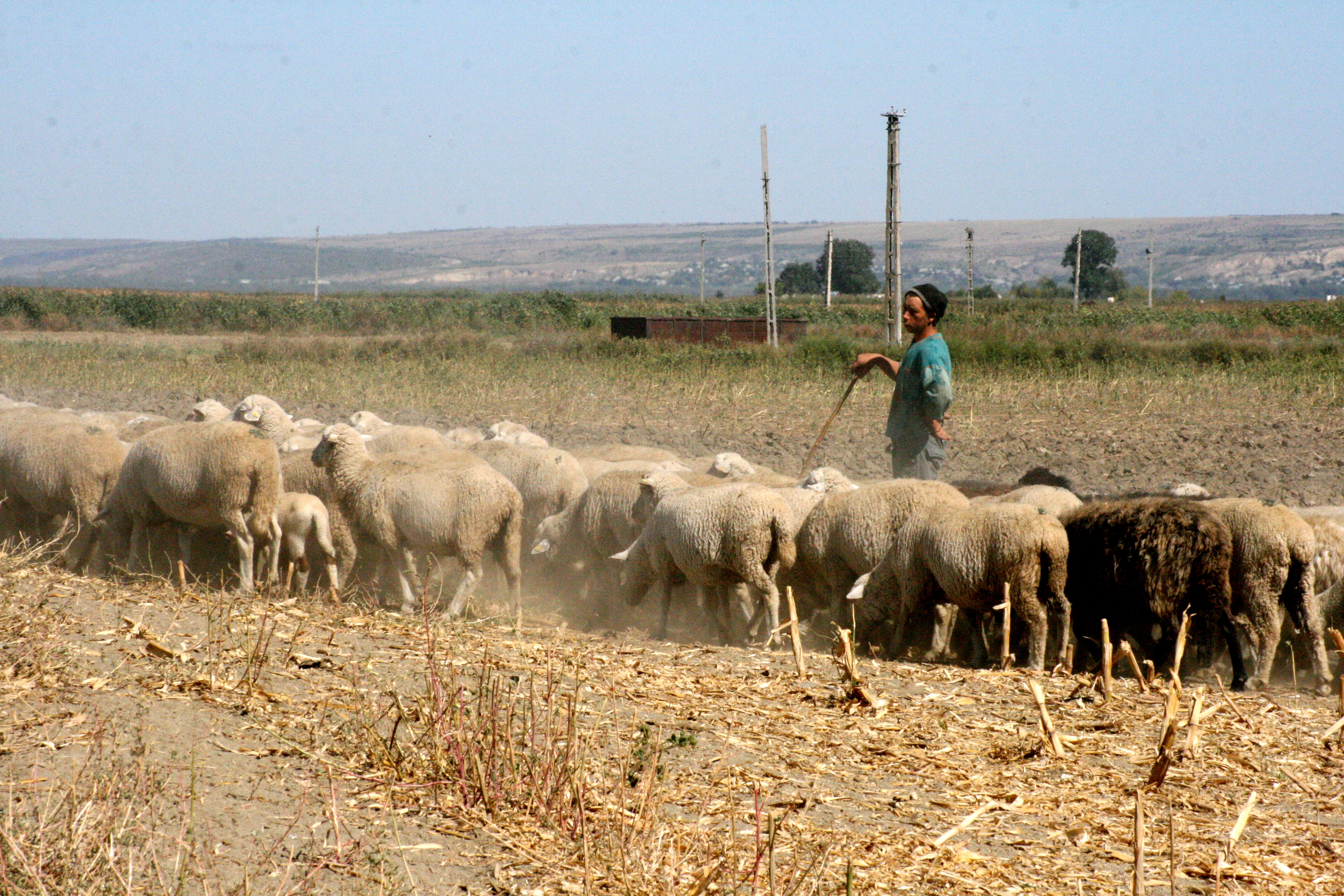 Ghid de calcul al impozitului pe venit agricol pentru 2014