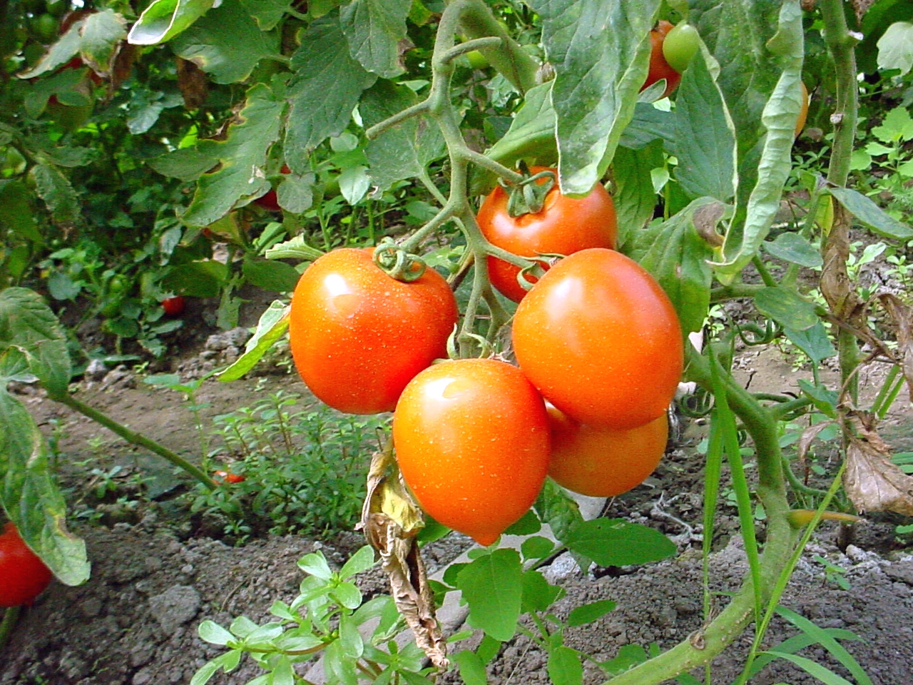 BANI pentru încurajarea cultivării tomatelor. Aproape două milioane de euro pentru legumicultorii gălățeni