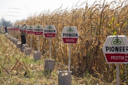 Porumb… de pe altă planetă!