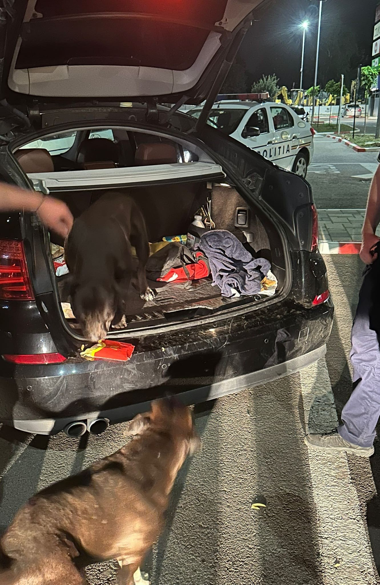 Un gălățean s-a trezit cu doi câini Amstaff în portbagaj