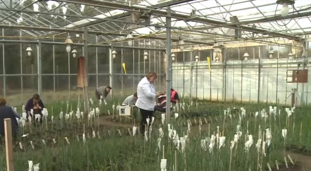 Românii au inventat noi soiuri de cereale