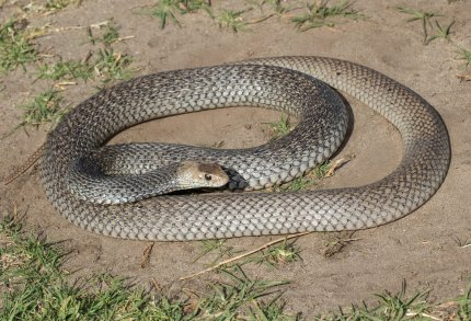 Șarpe de peste 1,5 metri, capturat într-un autoturism