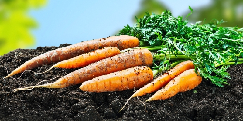 Câţi BANI se dau pentru agricultura ecologică