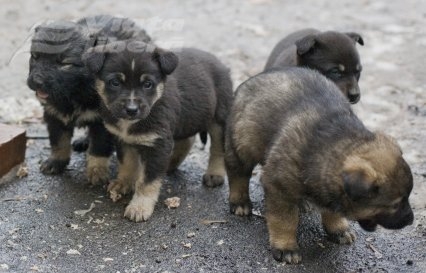 Să fim oameni de Ziua Animalelor! 