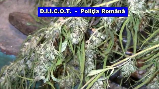 VIDEO | Zeci de kilograme de DROGURI, confiscate de DIICOT