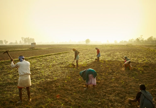 Români SALVAŢI de la SCLAVIE dintr-o fermă din Marea Britanie