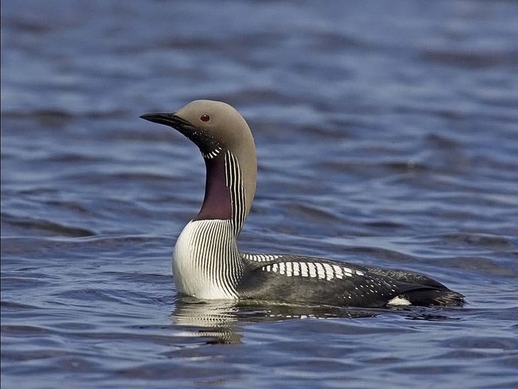 La Complexul Muzeal/ Cufundarul Polar, vedeta lunii martie