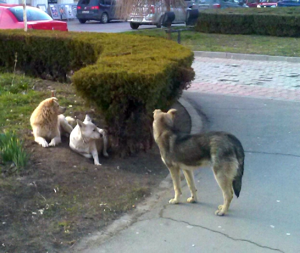 Protest fără a se arăta colţii, la Galaţi