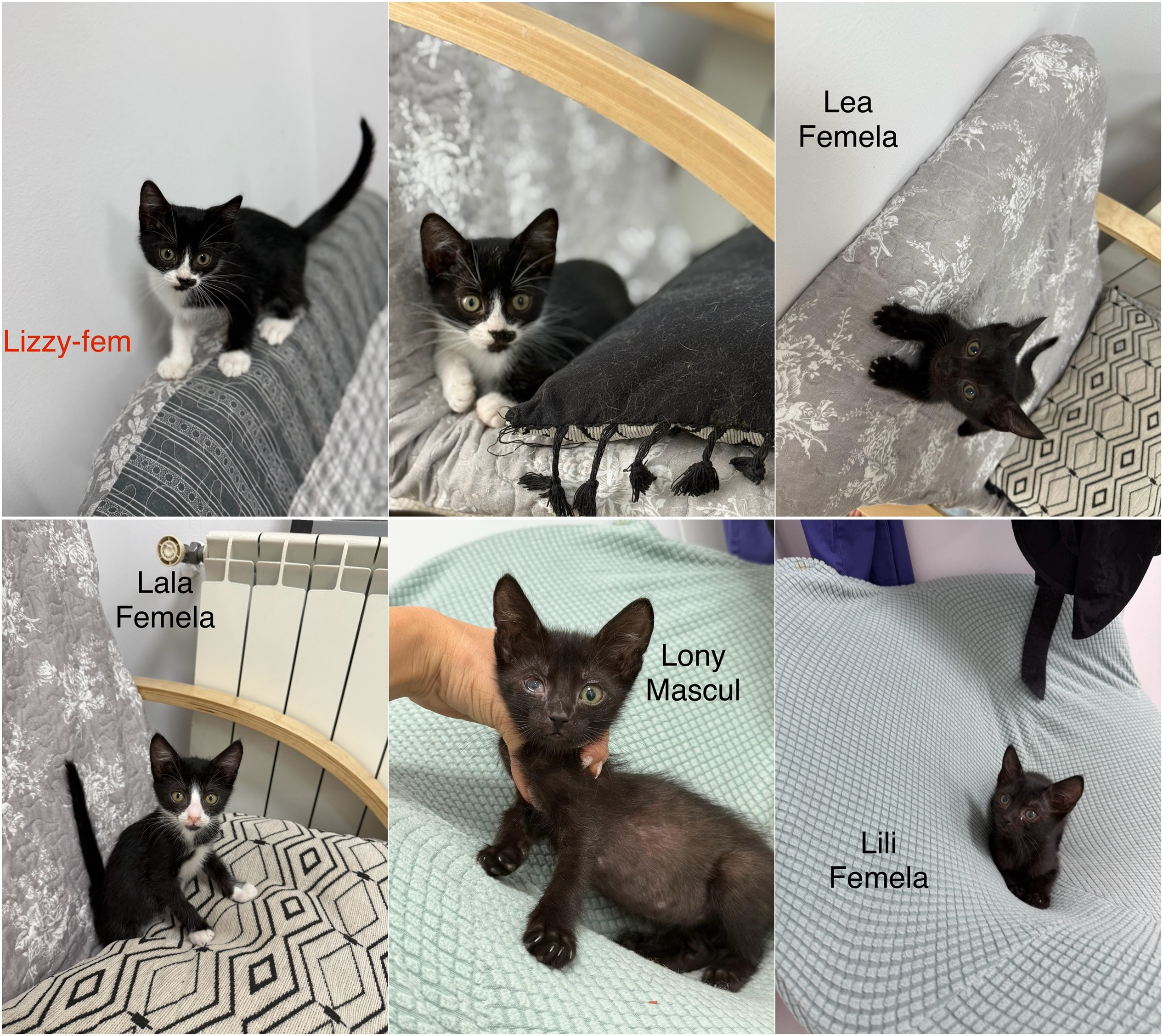 Se caută familii pentru şapte fraţi năzdrăvani. Şcoala iubitorilor de animale