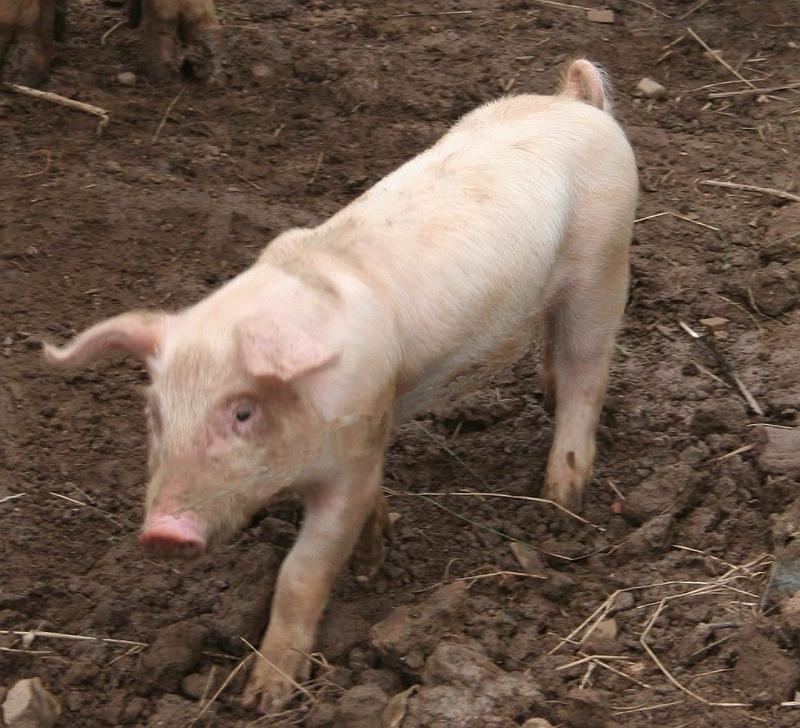 Bani pentru bunăstarea porcinelor. Ultima şansă!