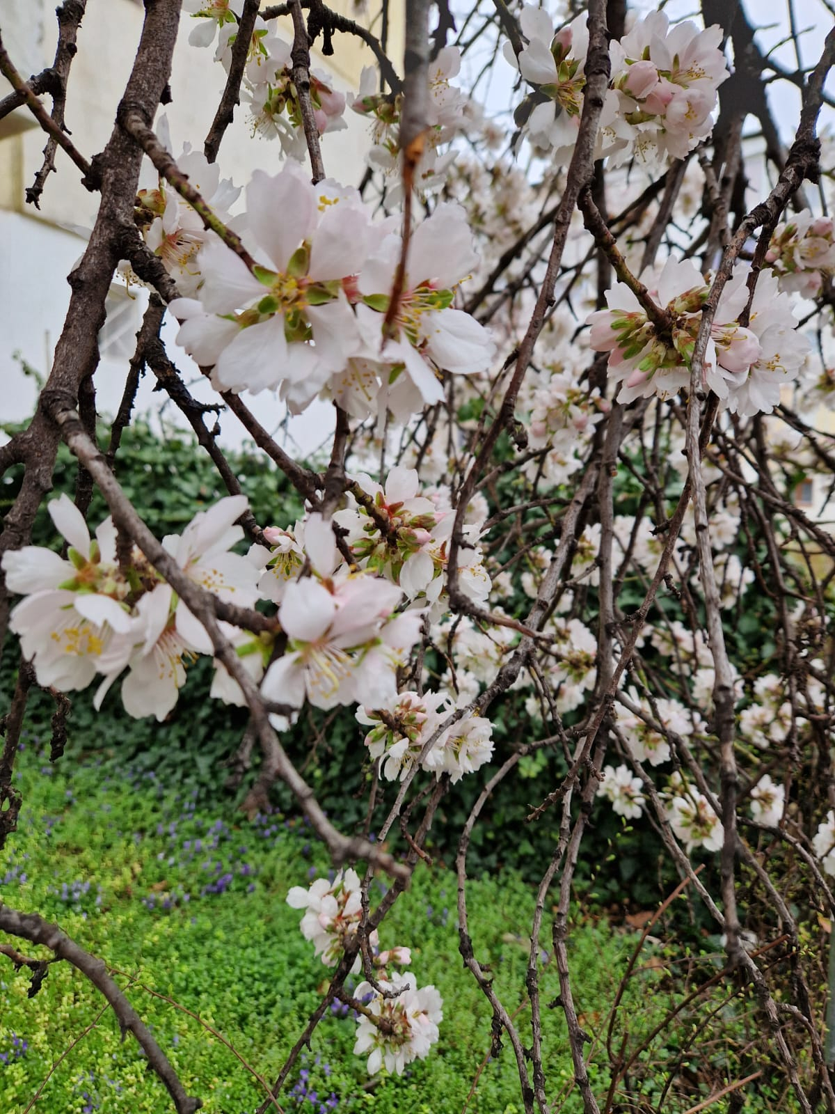 Poza zilei. A venit primăvara peste noapte. Unde mai sunt pomi